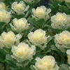 Flare&trade; White Hybrid Ornamental Kale -Deals Petal Inn Store 05718