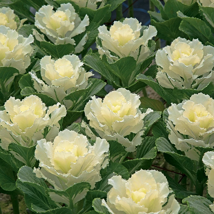 Flare™ White Hybrid Ornamental Kale 3 Flare™ White Hybrid Ornamental Kale
