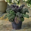 Yokohama Red Hybrid Flowering Kale -Deals Petal Inn Store 05720