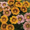 Big Kiss™ Hybrid Mix Gazania -Deals Petal Inn Store 05782