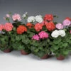 Pinto™ Mix Hybrid Geranium -Deals Petal Inn Store 05889