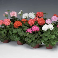 Pinto™ Mix Hybrid Geranium