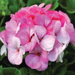 Pinto&trade; White To Rose Hybrid Geranium