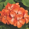 Pinto™ Orange Bicolor Hybrid Geranium 2 Pinto™ Orange Bicolor Hybrid Geranium -Deals Petal Inn Store 05892