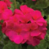Pinto&trade; Violet Hybrid Geranium -Deals Petal Inn Store 05894