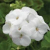Pinto™ White Hybrid Geranium 2 Pinto™ White Hybrid Geranium -Deals Petal Inn Store 05895
