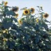 American Giant Hybrid Sunflower -Deals Petal Inn Store 06103