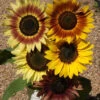 Autumn Beauty Mix Sunflower -Deals Petal Inn Store 06109