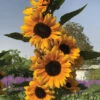 Golden Ray Hybrid Sunflower 2 Golden Ray Hybrid Sunflower -Deals Petal Inn Store 06120