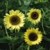 Lemon Queen Sunflower -Deals Petal Inn Store 06131