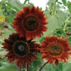 Midnight Rouge Sunflower -Deals Petal Inn Store 06135