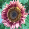 Plum Procut Sunflower -Deals Petal Inn Store 06183