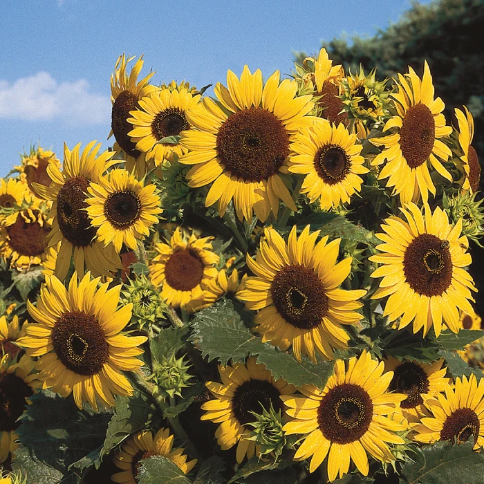 Waooh! Sunflower 3 Waooh! Sunflower