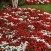 Beacon® Red White Mix Impatiens -Deals Petal Inn Store 06394