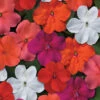Beacon&reg; Select Mix Hybrid Impatiens -Deals Petal Inn Store 06395 Impatiens BeaconMix