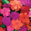 Xtreme™ Tango Impatiens Mix -Deals Petal Inn Store 06499