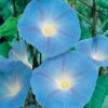 Heavenly Blue Morning Glory -Deals Petal Inn Store 06572