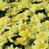 Alumia™ Vanilla Cream Marigold -Deals Petal Inn Store 06776
