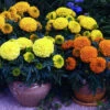 Antigua™ Mix Hybrid Marigold 1 Antigua™ Mix Hybrid Marigold -Deals Petal Inn Store 06786
