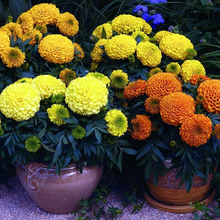 Antigua™ Mix Hybrid Marigold 3 Antigua™ Mix Hybrid Marigold