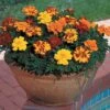 Durango&reg; Outback Mix Marigolds -Deals Petal Inn Store 06823