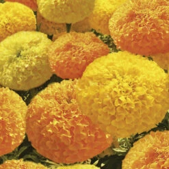 Bali Mix Marigold