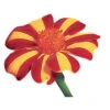 Harlequin Marigold 2 Harlequin Marigold -Deals Petal Inn Store 06857