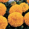 Inca II&trade; Orange Hybrid Marigold -Deals Petal Inn Store 06877