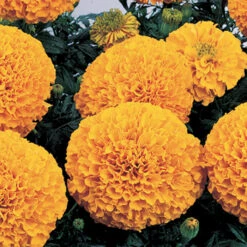 Inca II™ Orange Hybrid Marigold