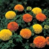 Inca II™ Hybrid Marigold Mix