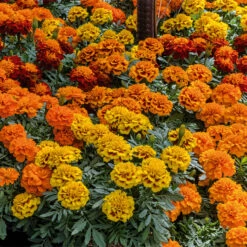 Super Hero™ Mix Marigold