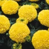 Marvel™ II Yellow Hybrid Marigold 1 Marvel™ II Yellow Hybrid Marigold -Deals Petal Inn Store 06933