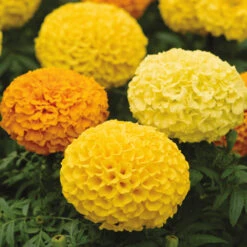 Marvel™ II Mix Hybrid Marigold