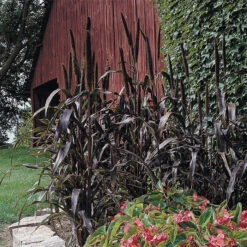 Purple Majesty Hybrid Ornamental Millet