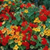 Giant Climbing Mix Nasturtiums -Deals Petal Inn Store 07017