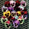 Majestic Giants II Hybrid Mix Pansies -Deals Petal Inn Store 07220