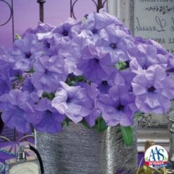 Evening Scentsation Hybrid Petunia