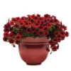 Red Velour Easy Wave® Hybrid Petunia 1 Red Velour Easy Wave® Hybrid Petunia -Deals Petal Inn Store 07359