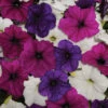 Easy Wave® Great Lakes Mix Petunia -Deals Petal Inn Store 07377