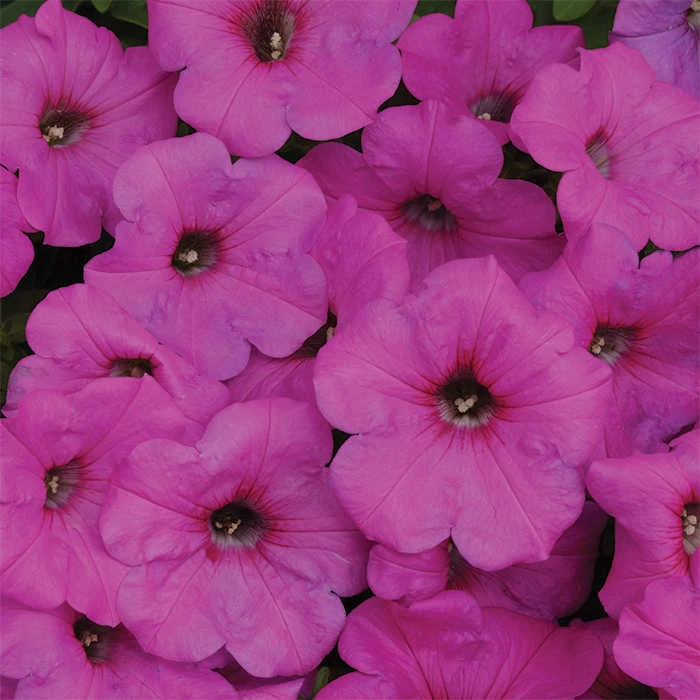 Neon Rose Easy Wave® Hybrid Petunia 3 Neon Rose Easy Wave® Hybrid Petunia