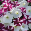 Starfish Mix Easy Wave&reg; Hybrid Petunia -Deals Petal Inn Store 07379