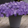 Lavender Sky Blue Easy Wave® Petunia -Deals Petal Inn Store 07385