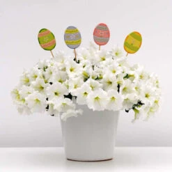 White Easy Wave® Hybrid Petunia