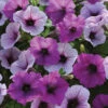 Plum Pudding Easy Wave® Hybrid Petunia 2 Plum Pudding Easy Wave® Hybrid Petunia -Deals Petal Inn Store 07394
