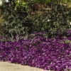 Blue Easy Wave&reg; Hybrid Petunia -Deals Petal Inn Store 07396