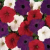 Flag Mix Easy Wave&reg; Hybrid Petunia -Deals Petal Inn Store 07399