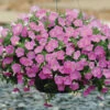 Pink Shades Shock Wave&reg; Petunia -Deals Petal Inn Store 07453