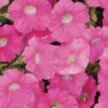 Rose Shock Wave&reg; Petunia -Deals Petal Inn Store 07455