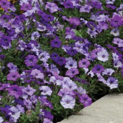 Denim Shock Wave® Hybrid Petunia