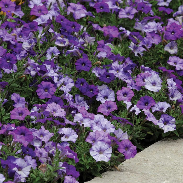 Denim Shock Wave® Hybrid Petunia 3 Denim Shock Wave® Hybrid Petunia